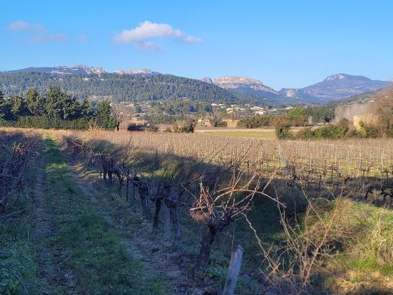 Les Dentelles de Montmirail