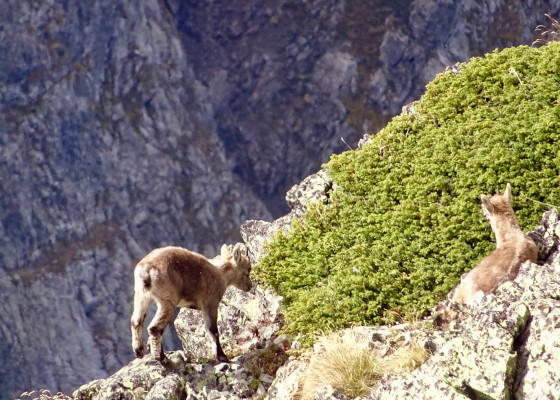 Les deux cabris sous le Ferrouillet