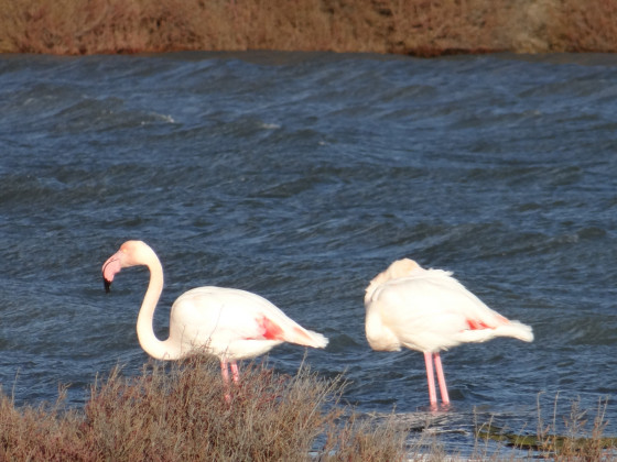 Les fameux flamants roses