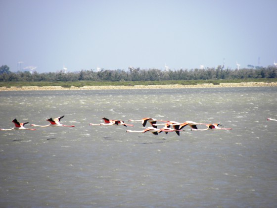 Les flamands roses sont omniprésents