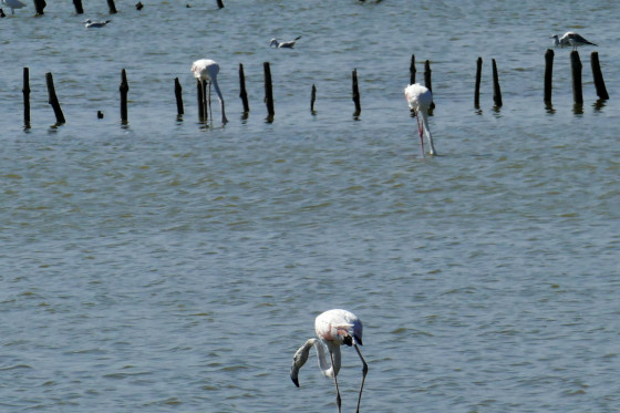 Flamants roses