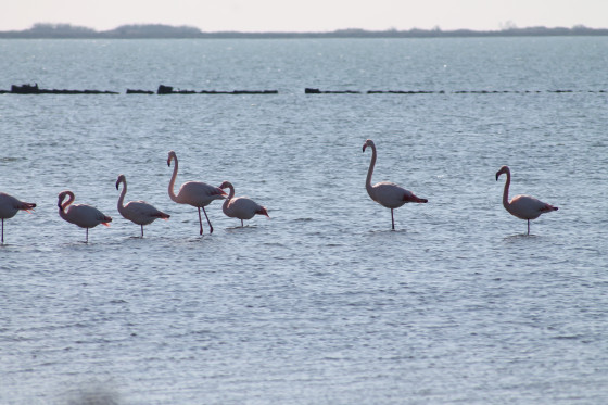 les flamants roses