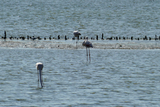 Flamants roses