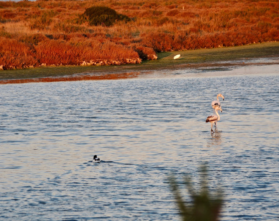 Les flamants
