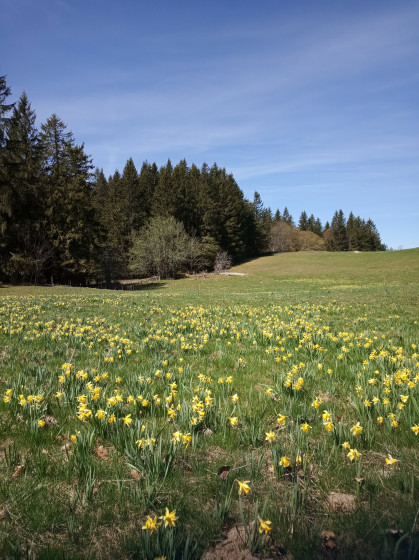 les fleurs du printemps sur le Retord