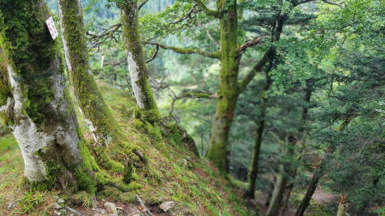 Les for&ecirc;ts sur &eacute;boulis du col d'Oderen. &copy; PASSION VOSGES