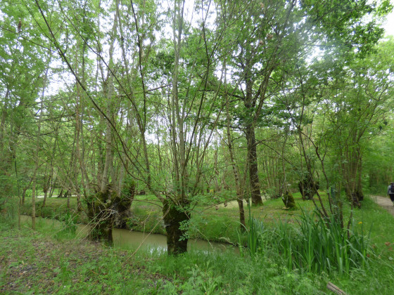 Les frênes têtards des marais