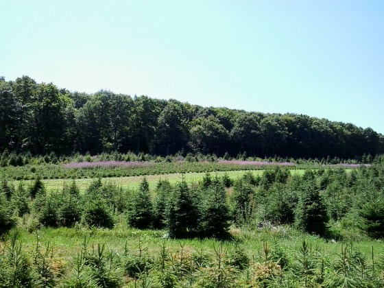 Les futurs sapins de Noël