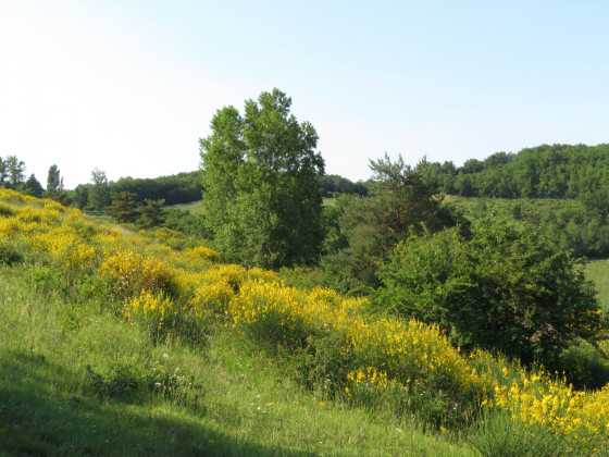 Les genêts éclipsent les vignes