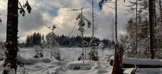 Les grands Bassots en hiver