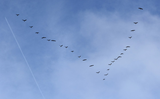 les grues