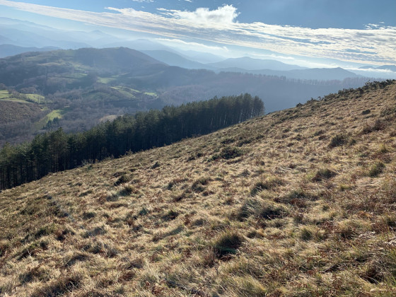 Les herbes &agrave; traverser pour rejoindre la for&ecirc;t