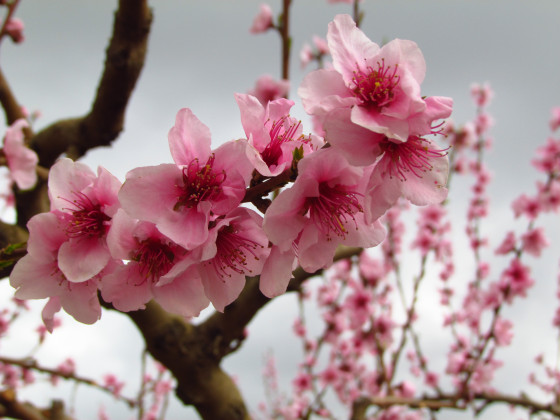 les joies du printemps