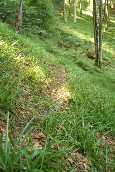 Les jonquilles du Puyau de Caubole