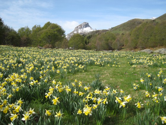 Les jonquilles