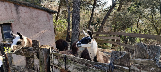 Les lamas