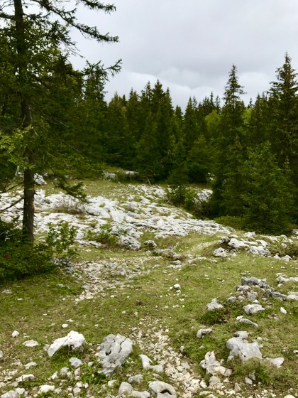 Les Lapiaz au milieu des Pins