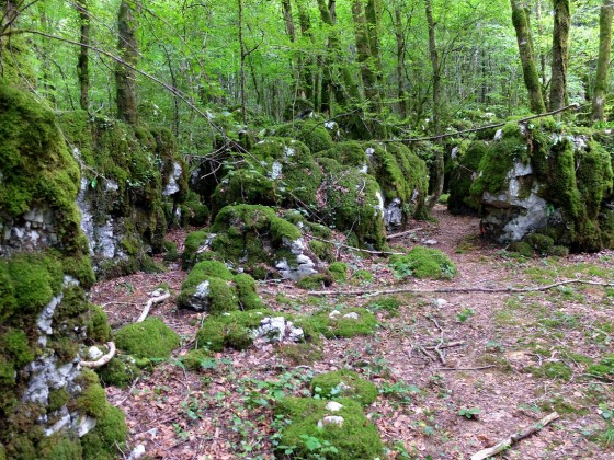 Les lapiaz du bois des Serpents