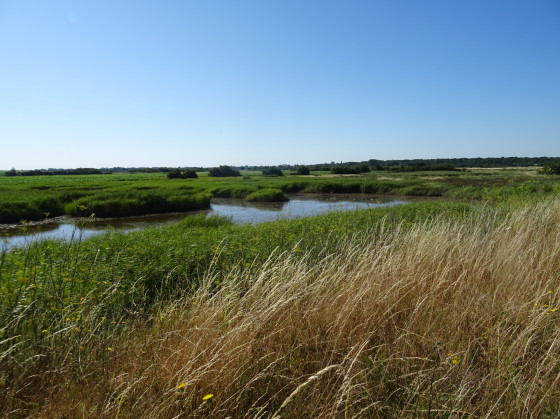 Les marais baie d'Yves
