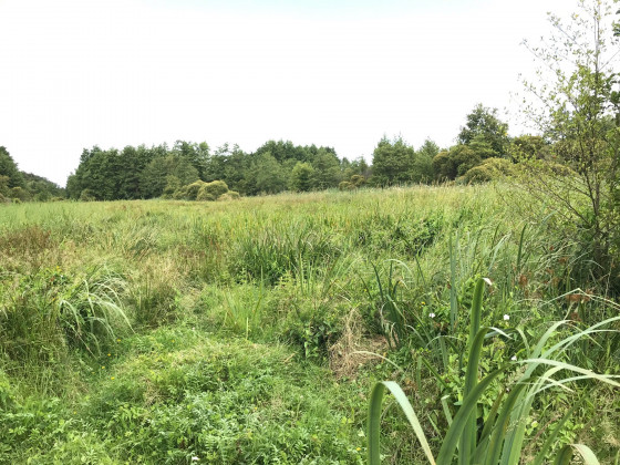 Les marais de Blanche Noë