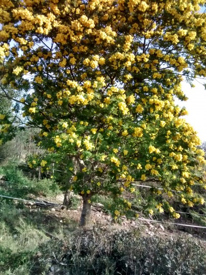 les mimosas en fleurs