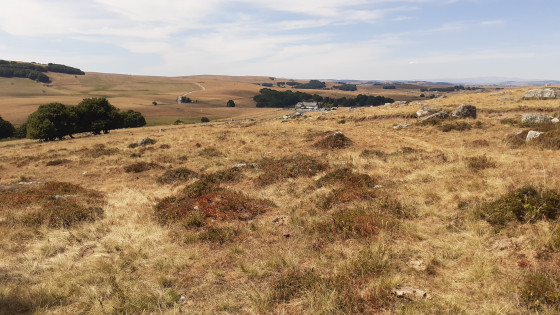 Les Monts d'Aubrac depuis Bonnecombe