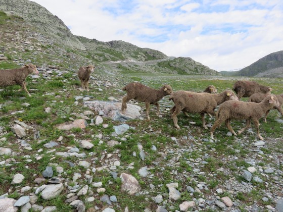 Les moutons sont au rendez-vous