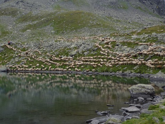 Les Moutons