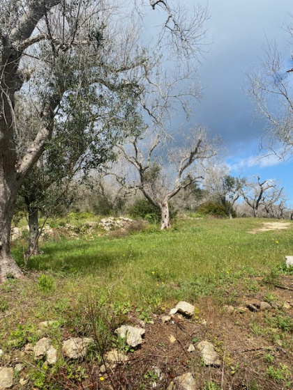 Les oliveraies du Salento
