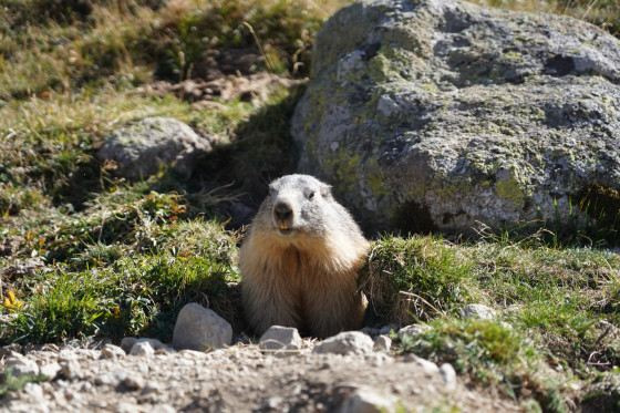 Marmotte