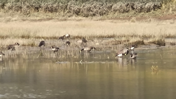 Les outardes en partance  &agrave; la Halte aux Belugas
