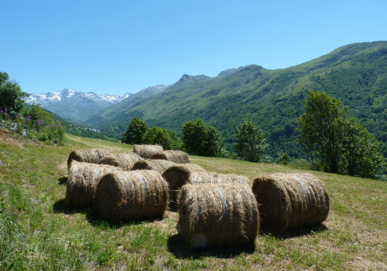 Balles de foin