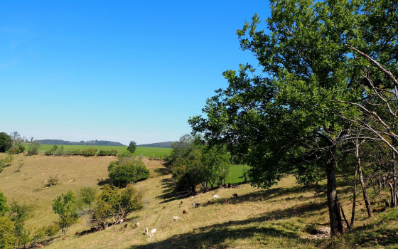 Les pelouses sèches du coteau de Belvoir