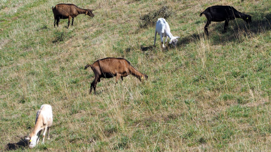 Les pelouses sèches du coteau de Belvoir
