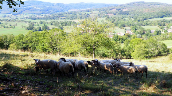 Les pelouses sèches du coteau de Belvoir