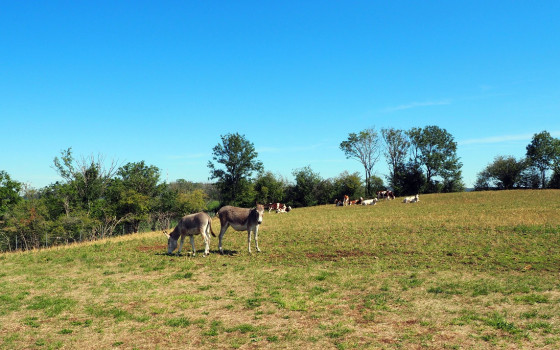 Les pelouses sèches du coteau de Belvoir