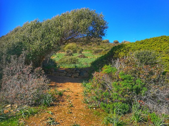 Randonner vers la Capo Rosso en Corse
