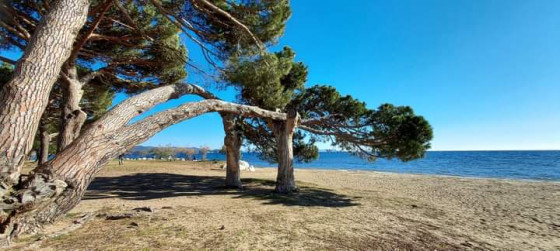 Les pins couchés