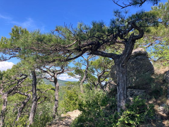 Les pins remarquables