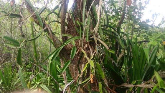 Les pitayas