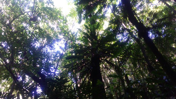 Les plantes