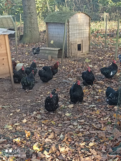 les poules