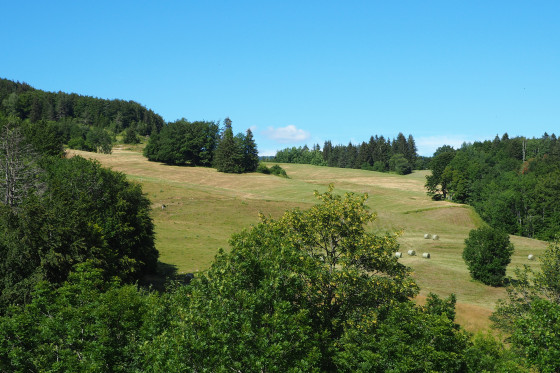 Les prairies du Désert