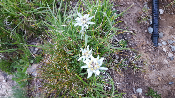 Les premières Edelweiss