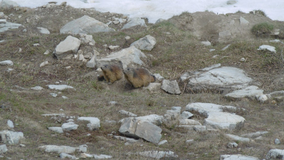Les premiéres marmottes