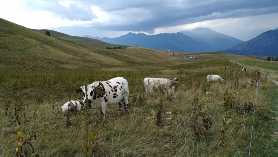 Les productrices de bon lait pour du bon fromage