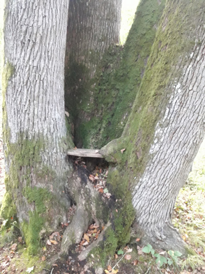 Les Quatre Frères : l'un des arbres vedettes de ce circuit
