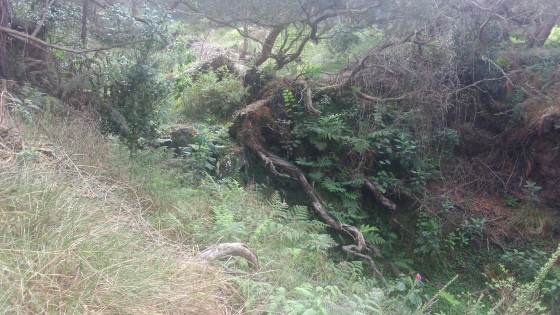 Les ravines