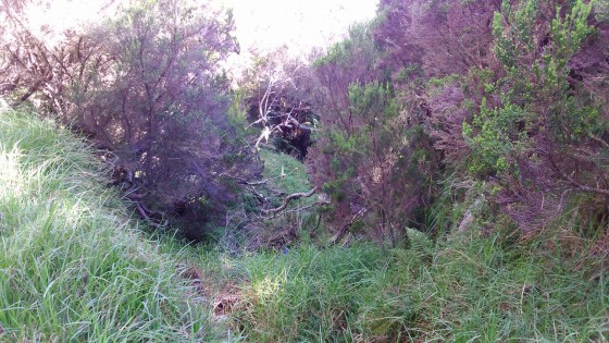 Les ravines