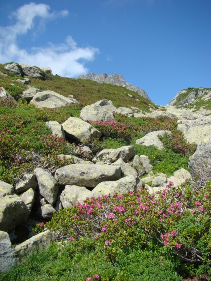 Les rhododendron